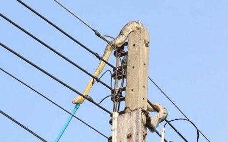 Snake Causes Power Outages Across Parts of Ashanti Region