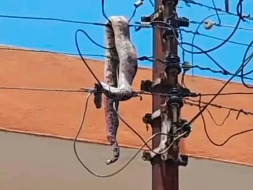 Snake Causes Power Outages Across Parts of Ashanti Region