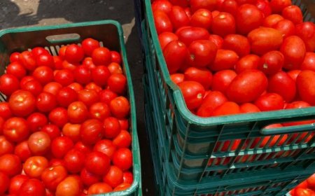 Gov’t Buys Tomatoes, Onions from Asante Akim North Farmers to Avert Post-Harvest Losses